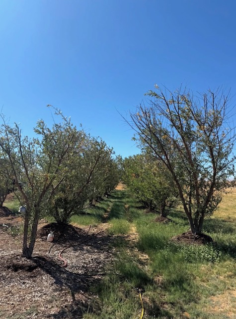 Well-maintained orchard rows on an agricultural property